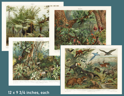 4 Antique Chromolithographs Neotropical Fauna, Tropical Forest....