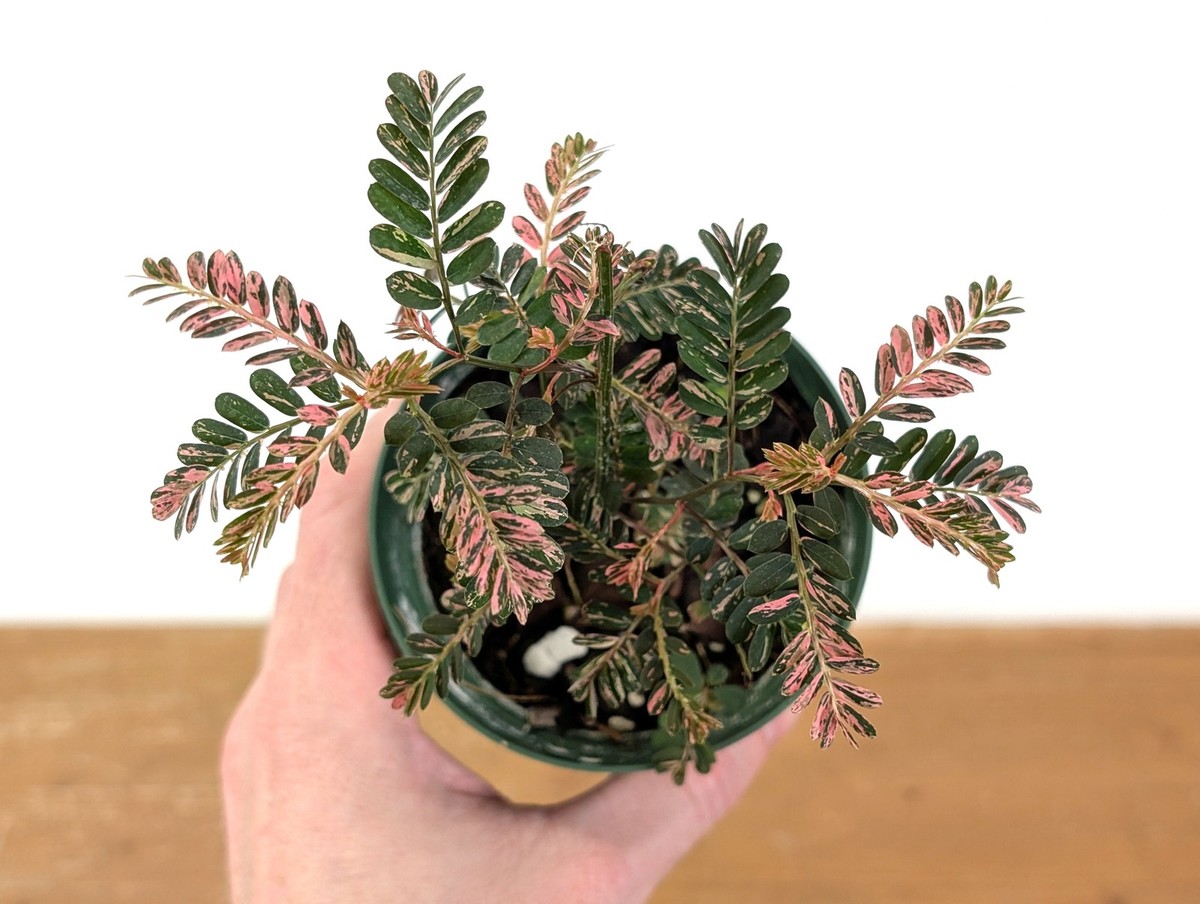 イ*ヴ様 1 Phyllanthus urinaria Variegate Phyllanthus Urinaria Pink Variegated (Exact Plant #43A) | eBay