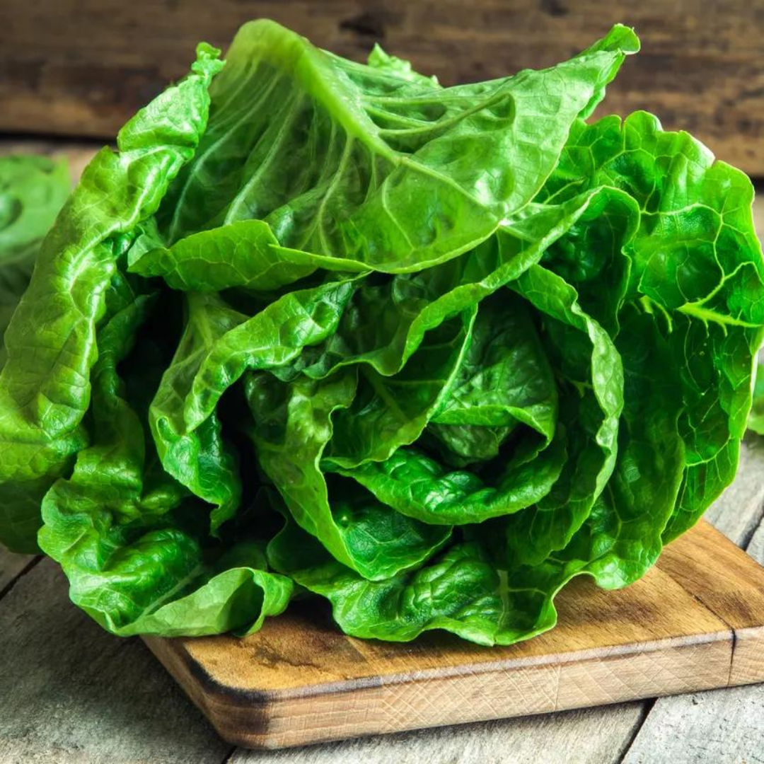 Fresh Crisp Bibb Butterhead Lettuce Seeds | Heirloom Non-GMO ...