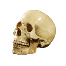 Resin Replica 1:1 Real Life Human Anatomy Skull Skeleton Yellow