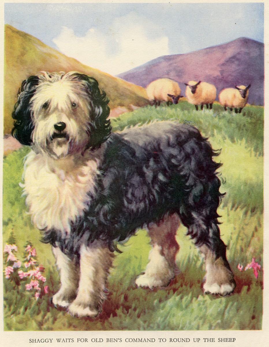 Shaggy Dogs Like Old English Sheepdog Bearded Collie Hairy Sheep