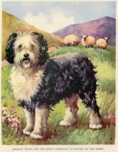 bobtail sheepdog