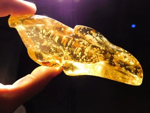 FIVE Termite Fossils in BIG! Translucent Polished Fossil AMBER Colombia 98.6gr