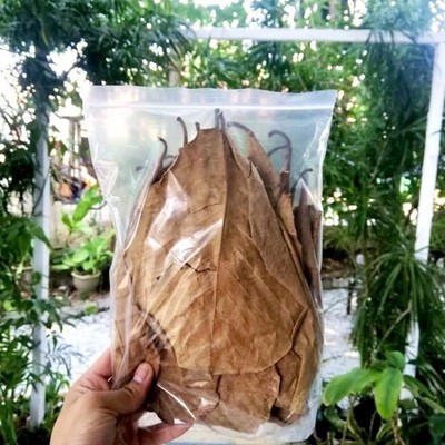 300pcs Premium Dried Indian Almond Catappa Leaves for Water Treatment & Health