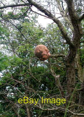 Photo 6x4 Found Sculpture Rudston Doll's head in a hawthorn hedge of c2007