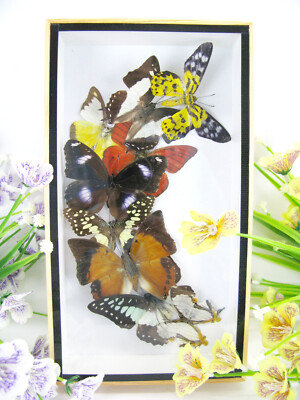 Real Beautiful Butterflies Preserved in 3D Showcase - Museum Quality - Art 12
