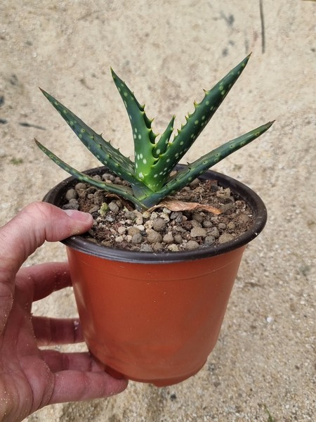 Aloe Littoralis From Seed