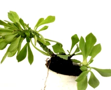 9”plant-RARE-rooted euphorbia Monadenium Stapeloides Guentheri(medusa)Succulent