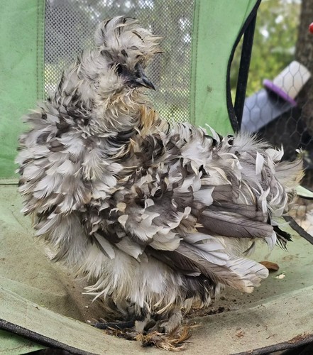 12+ French Black Copper Maran HATCHNG eggs. NPP/A Clean | eBay