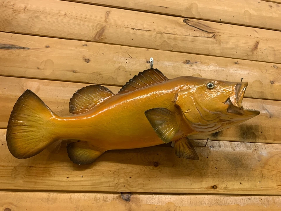 Reproducción Pargo Rojo Hueso Pez Mero Tiburón Océano Peces Taxidermia FKS32 Foto 3 de 4