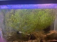 Guppy Grass Najas Guadalupens Live Aquarium Plants