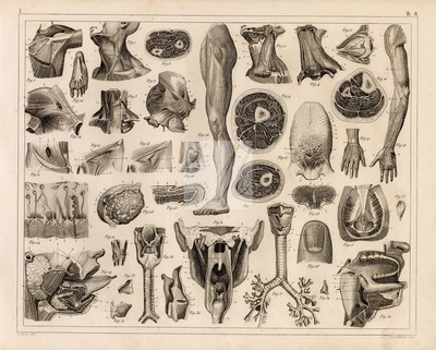 1849 Bilder menschliche ANATOMIE Druck Skelett Muskeln Sehnen Mund Hals #D862