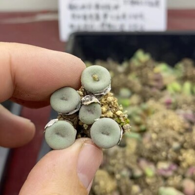 Multi Heads Succulent Live Plant Lithops Conophytum smaleorum 