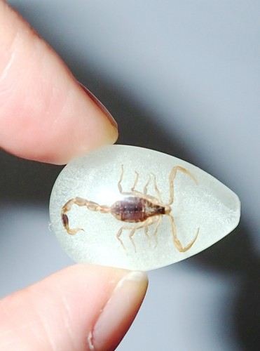 Cabochon Golden Scorpion Pear Shape (cut top) 25x17 mm Glow 12 pieces Lot - Picture 2 of 18