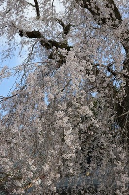  Weeping Cherry Blossom   Cascading Sakura in Full Bloom Japan 