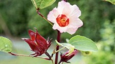 50 SEEDS Hibiscus Sabdariffa Roselle Seeds Asian Sour Leaf NON-GMO