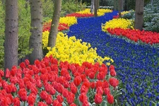 Magical Summer Flower Garden 30 Bulbs 10 Tulips,10 Daffodil and 10 Blue Muscari