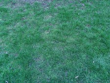 STIHL Sold Professional, Chainsaw Saw Powerful 59cc 3.4kw 18" MS 361/ 391/441