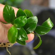 Anubias Nana Petite Anubias Plants Easy Live Aquarium Plants BUY 2 GET 1 FREE  
