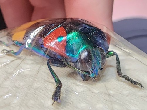 Buprestidae Calodema ribbei 41.38mm Papua New Guinea Jewel Beetle Insect RARE - Picture 3 of 7