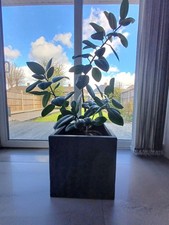 Stunning Large Rubber Plant