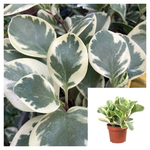 10 Cutting Peperomia Magnoliifolia Variegata Plant Baby Rubber American Live Pla