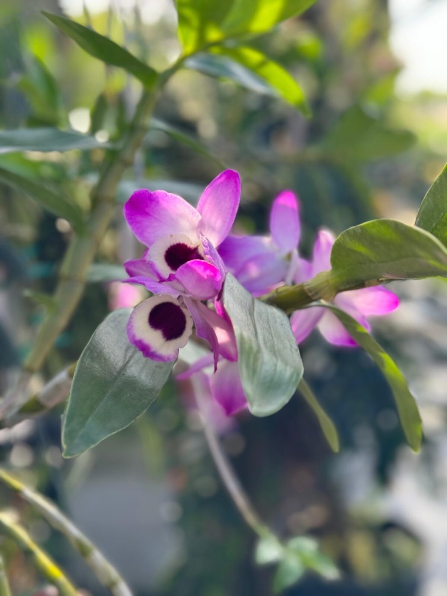 ORCHID DENDROBIUM NOBILE HANGING BASKET | eBay