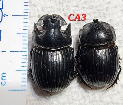 Scarabaeinae Copris arizonensis Pair with Major Male Arizona #CA3 Dung Beetle