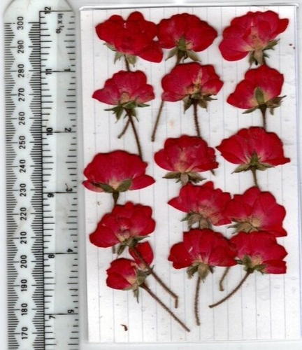 REAL PRESSED FLWS 15 HALF OPEN BRIGHT RED ROSE BUDS 4 CARD MAKING & FLORAL CRAFT - Picture 2 of 2