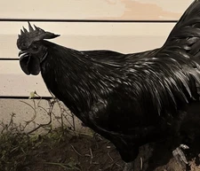 (6) Ayam Cemani Fertile Hatching Eggs