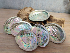Abalone Shell Natural Large Sea Shells Unpolished 12-13 cm Each