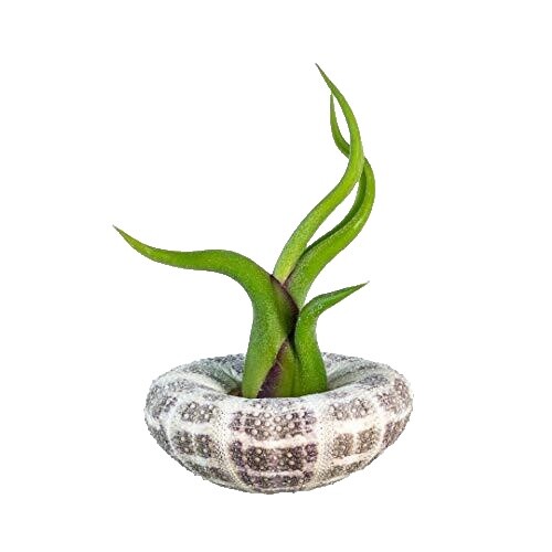 Lumière Sur Tillandsia Magnusiana - Conseils, Astuces Et Entretien - Pépinières Karnivores - Foto 2