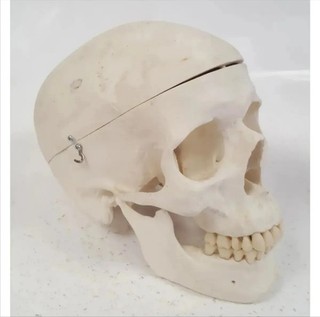 3B Scientific LifeSize Human Skull Anatomical Model Removable Calvarium Teaching