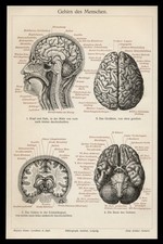 Holzschnitt von 1906 Anatomie Mensch Gehirn Neurologe Anschaungstafel Lehrtafel