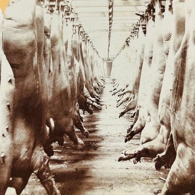 1890s Stereoview Armour s Packing House Cooling Room Pork Pigs Chicago IL 4369
