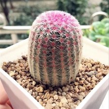 Echinocereus rigidissmus rubispinus Rainbow Hedgehog Cactus Succulent Plants