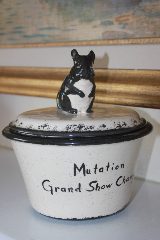 Chinchilla Mutation Grand Show Champ Ceramic Pot Cannister - Conversation Piece!