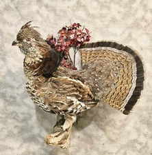 Rare Red Ruffed Grouse pheasant Taxidermy Bird Art from Alaska