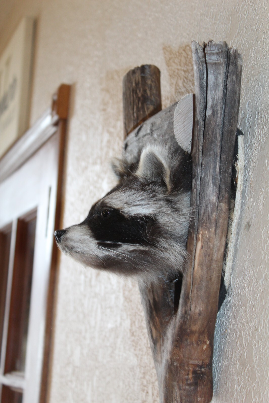 New Raccoon Mount Taxidermy Whitetail Deer Log Cabin Antler Decor Mule Novelty 