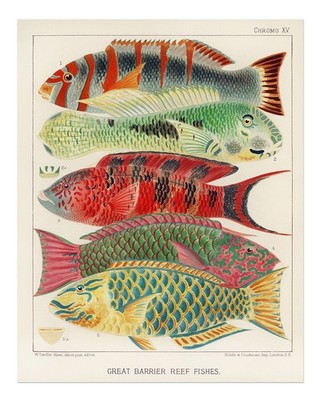 Great Barrier Reef Fish Wandkunst Lebendige Meeresdekoration Vintage