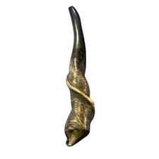 Eland Yemenite Shofar - Genuine Antelope Horn - Around 18" long -Judaica Trumpet
