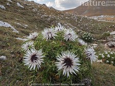 Rare Perennial Carlina Acaulis / Stemless Carline Thistle