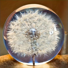Paperweight Real Dandelion Head in Clear Acrylic Ball. 7cm. Home/Office Decor