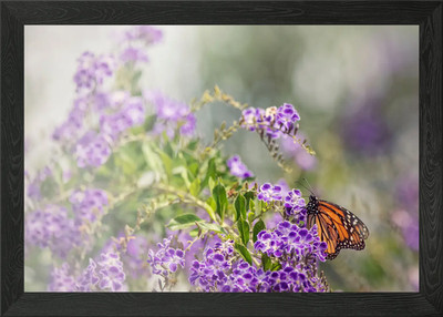 Monarch Schmetterling gerahmtes Wandbild Poster Leinwanddruck Bild