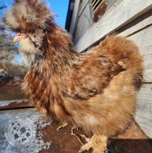 Silkie Hatching Eggs Mille Fleur 6 Showgirl Frizzle NPIP & AI 