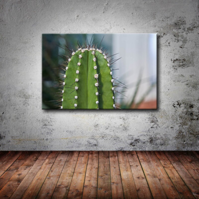 Leinwand Bild Kaktus Wste Stachelig Botanik Lounge | eBay.de
