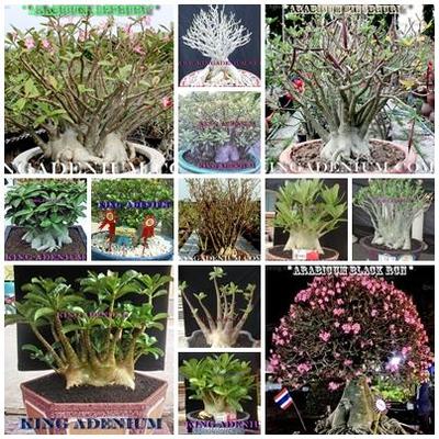 ADENIUM ARABICUM MIXED / ASSORTED 100 SEEDS #6 FRESH RARE NEW FREE - Foto 4