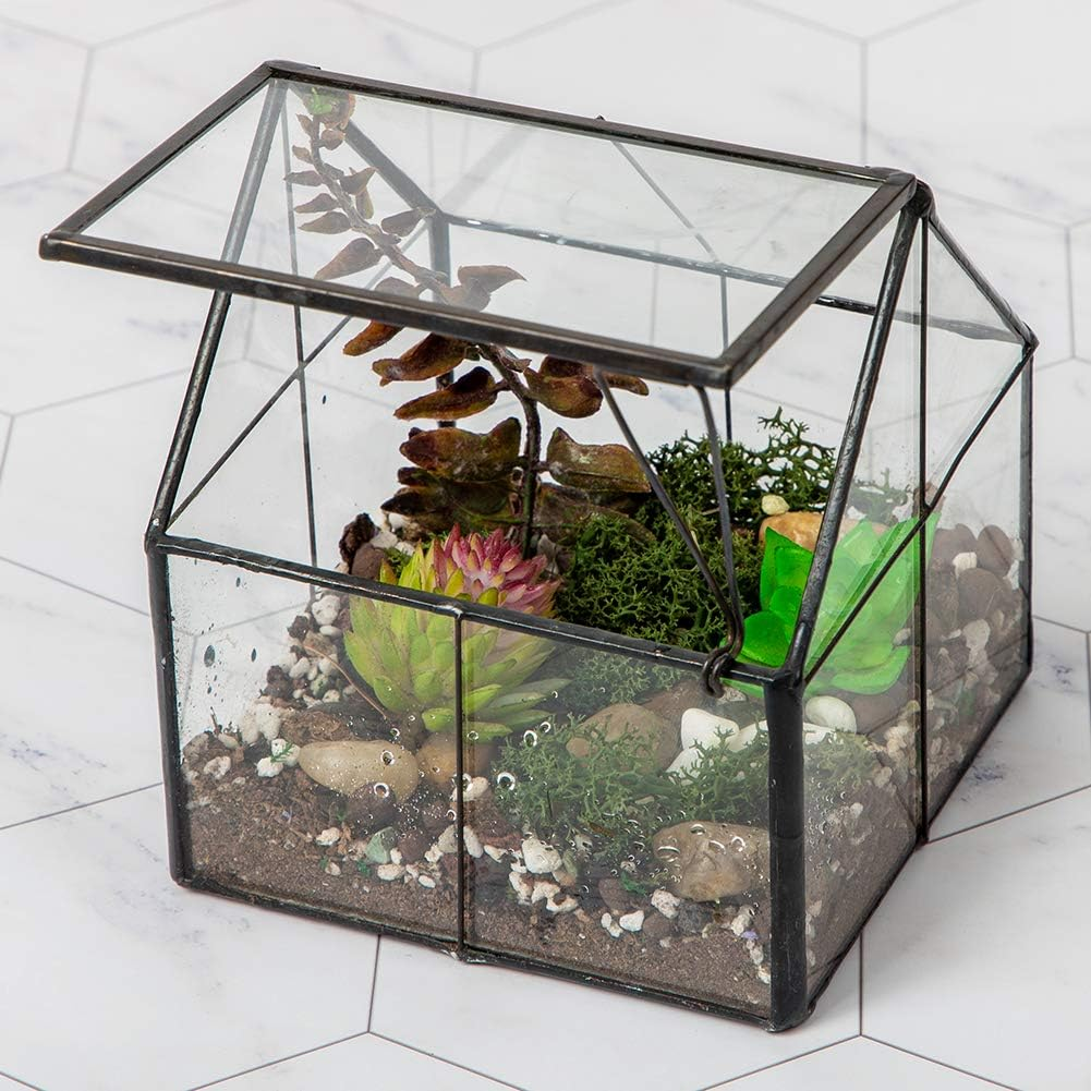Glass Wardian Case Terrarium for Indoor Succulents and Small Plants