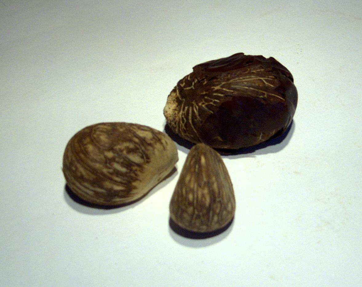 Taguanuss natur unter 40g