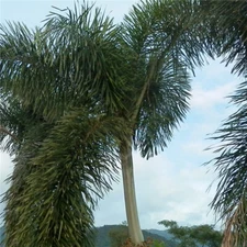 2 Pcs Foxtail Palm tree seeds for the Garden FREE SHIPPING WORLD WIDE